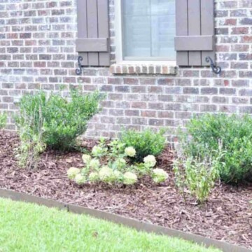 new flower bed with boxwoods and hydrangeas.