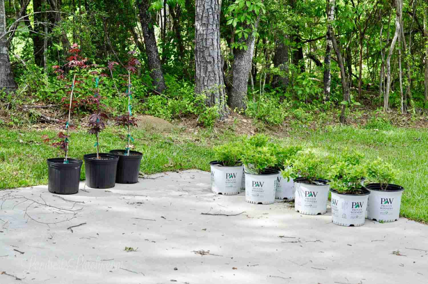 potted plants in a driveway.